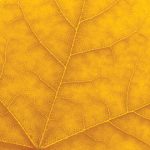 gold Laurier leaf