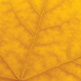 gold Laurier leaf